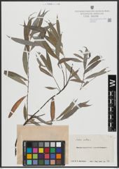 Foto von Salix alba L.